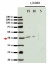RPN6 | 26S proteasome non-ATPase regulatory subunit 9 
